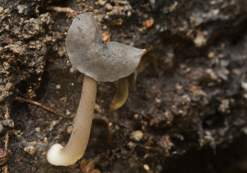 helvella ephippium